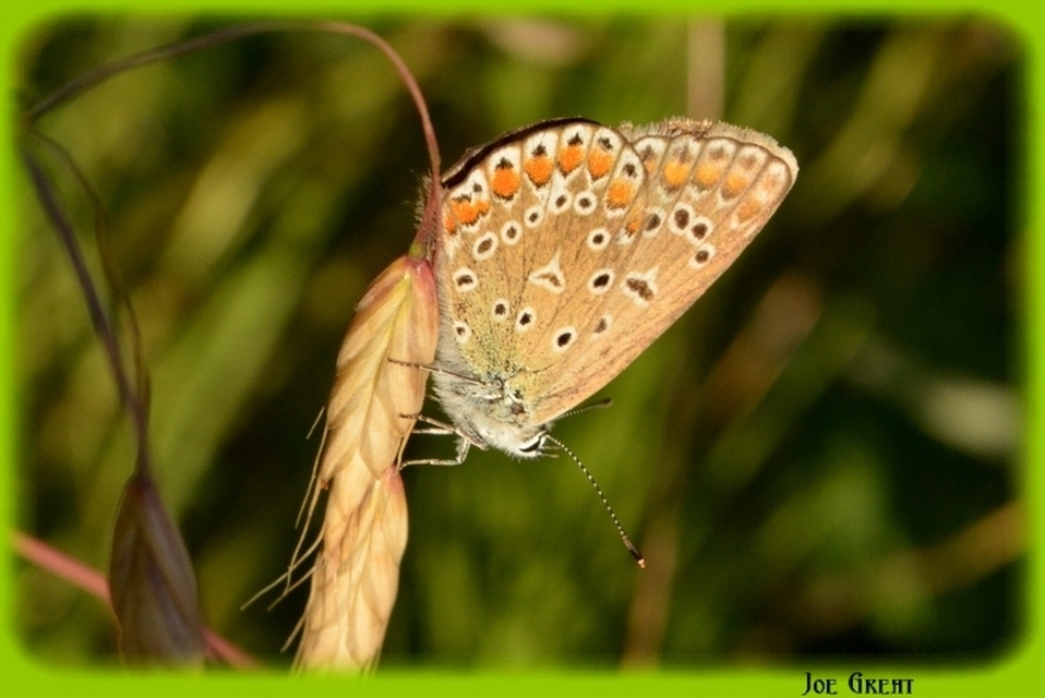 Polyommatus icarus - közönséges boglárka