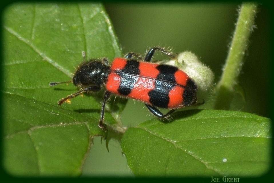 Trichodes apiarius - szalagos méhészbogár