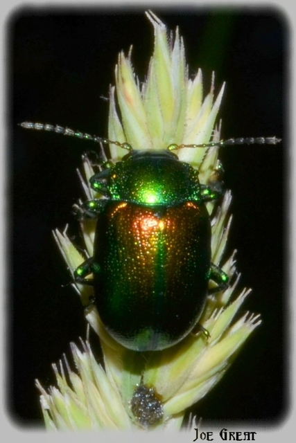 Chrysolina graminis - zöld varádicslevelész