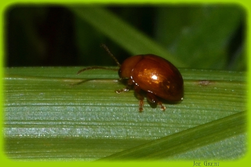 Sphaeroderma