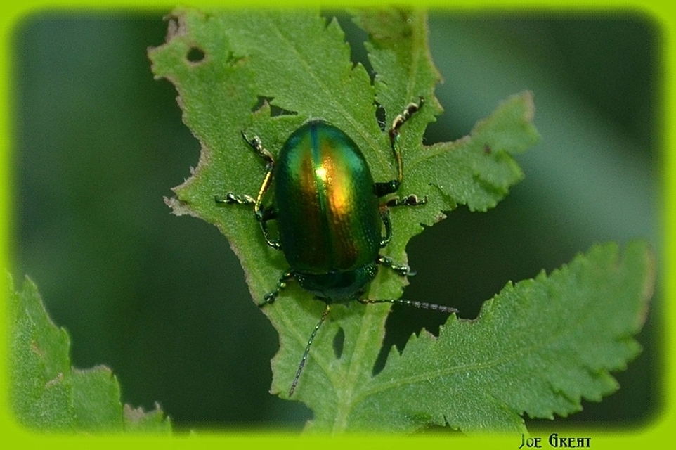 Chrysolina graminis - zöld varádicslevelész