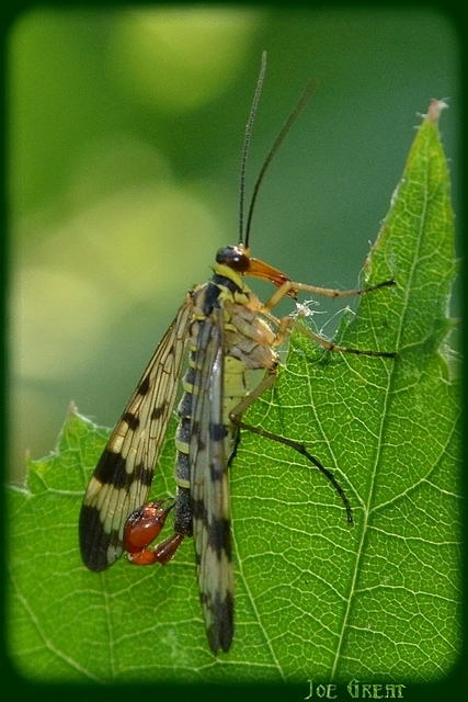 Mecoptera - Csőrösrovarok