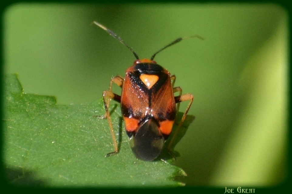 Deraeocoris ruber - vöröses mezeipoloska