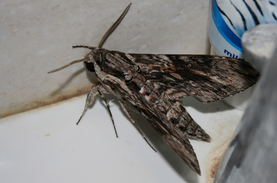 Agrius convolvuli - szulákszender