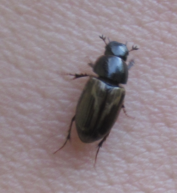 Aphodius prodromus - sárgalábú trágyabogár