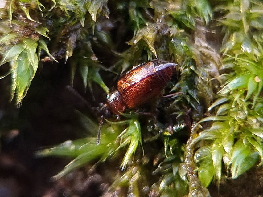 Anthobium atrocephalum - feketésfejű felemásholyva