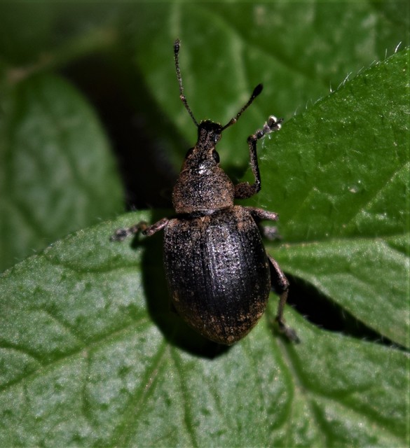 Liophloeus