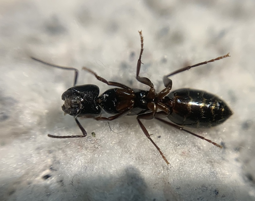 Camponotus fallax - ligeti lóhangya