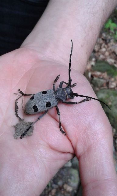 Morimus asper funereus - gyászcincér