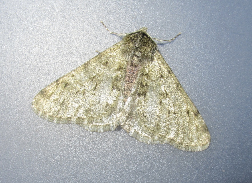 Apocheima pilosaria - zöldes tavasziaraszoló