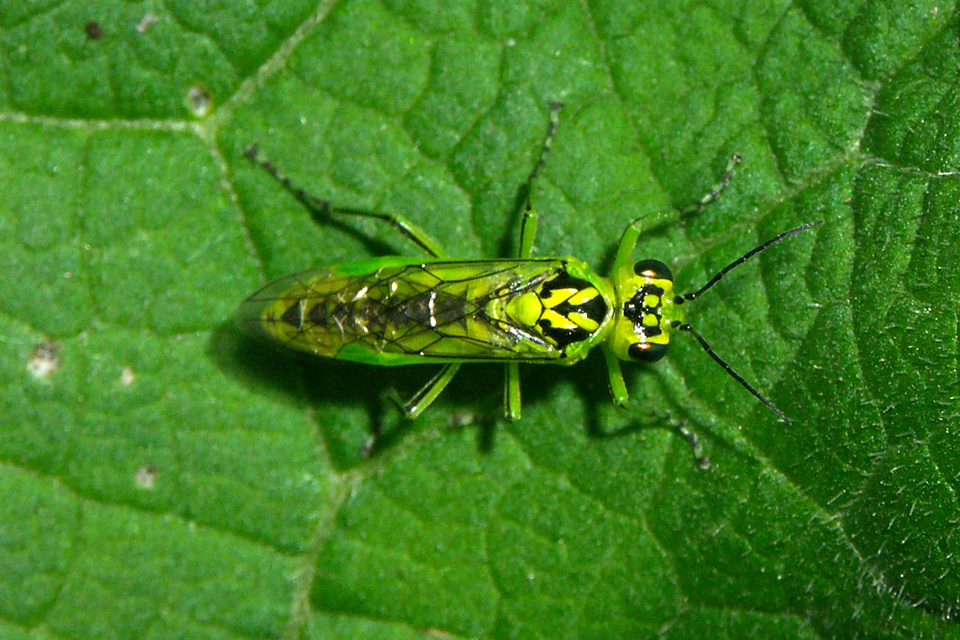 Rhogogaster chlorosoma - aranyszemű ékesdarázs