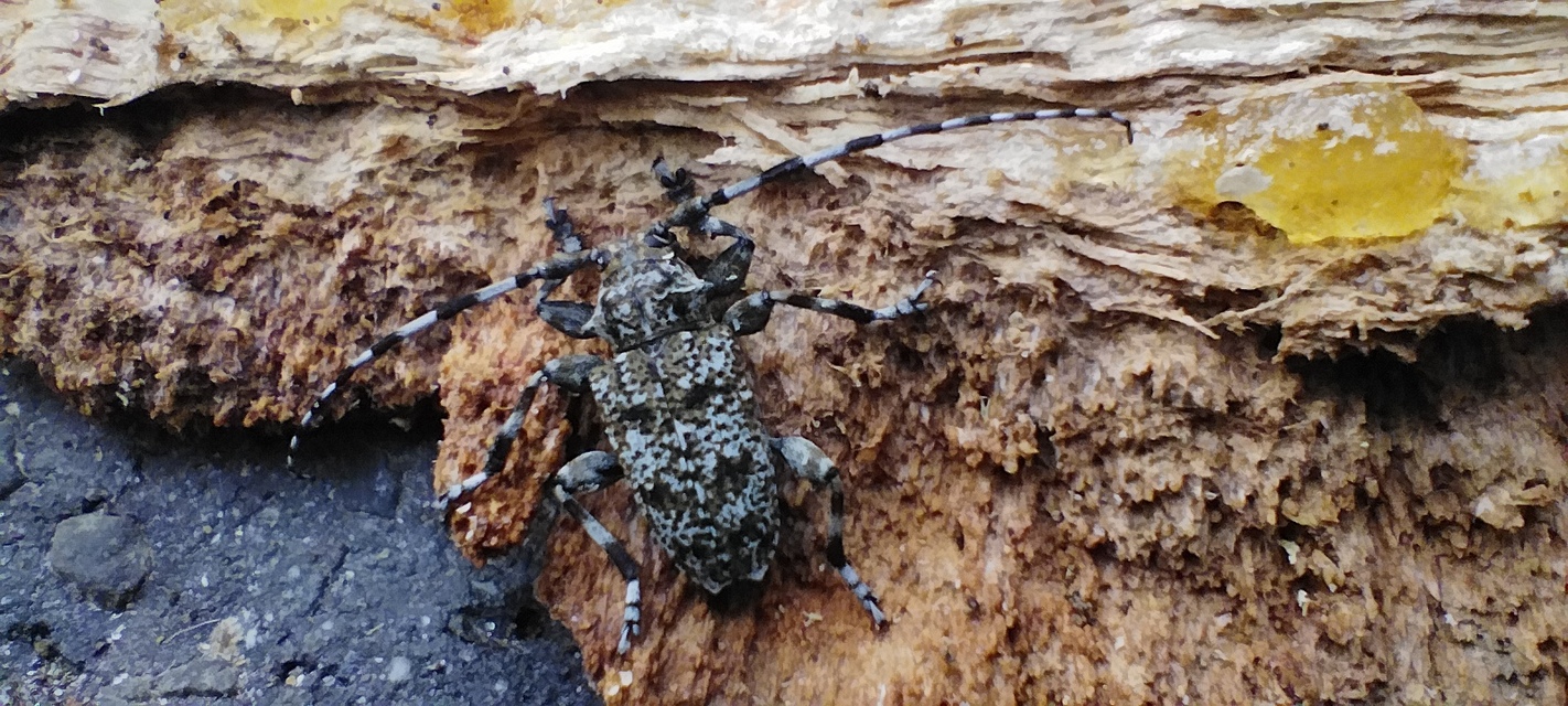 Aegomorphus clavipes - tarka cincér