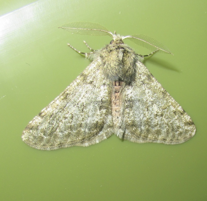 Apocheima pilosaria - zöldes tavasziaraszoló