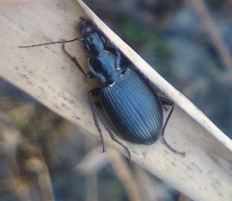 Limodromus assimilis - vöröslábú kisfutó