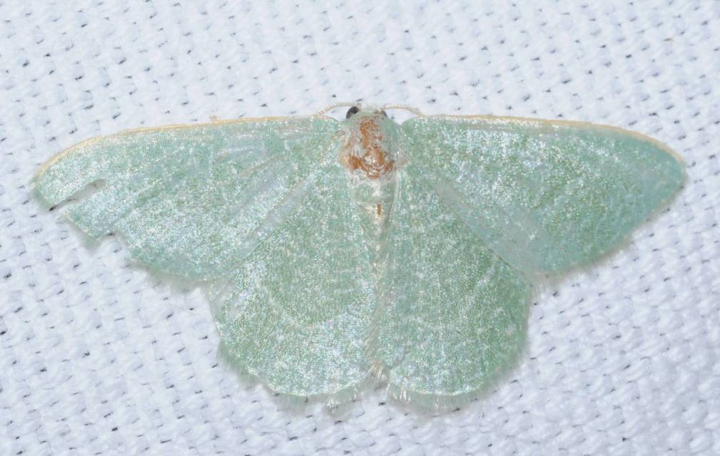 Phaiogramma etruscaria - fehérpettyes zöldaraszoló