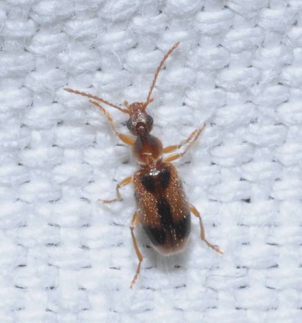 Notoxus monoceros - sárgahasú nyakszarvúbogár