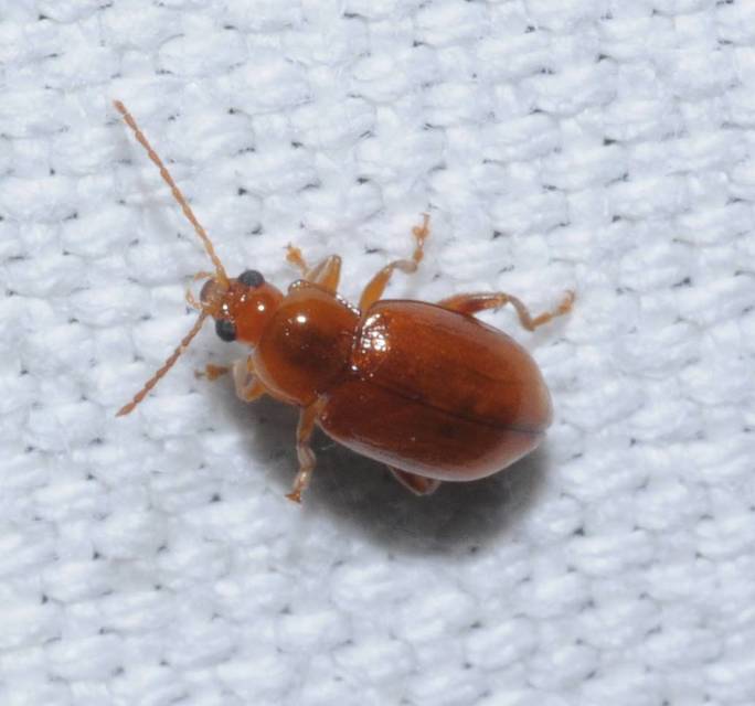 Neocrepidodera