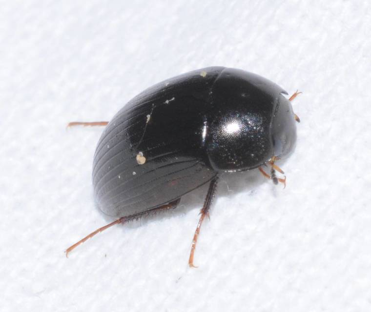 Hydrobius