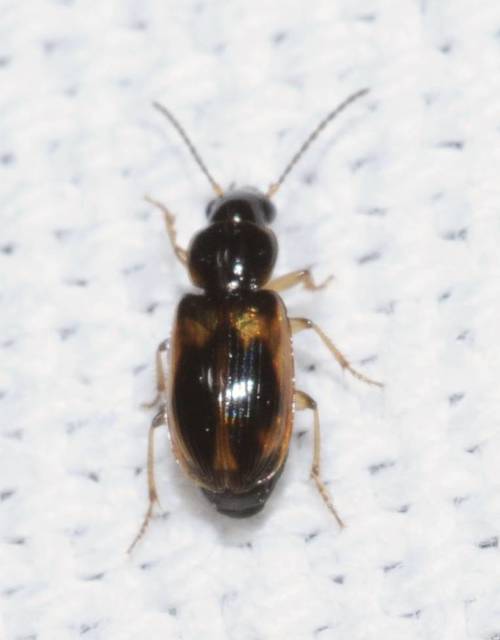 Acupalpus maculatus - vállfoltos törpefutonc