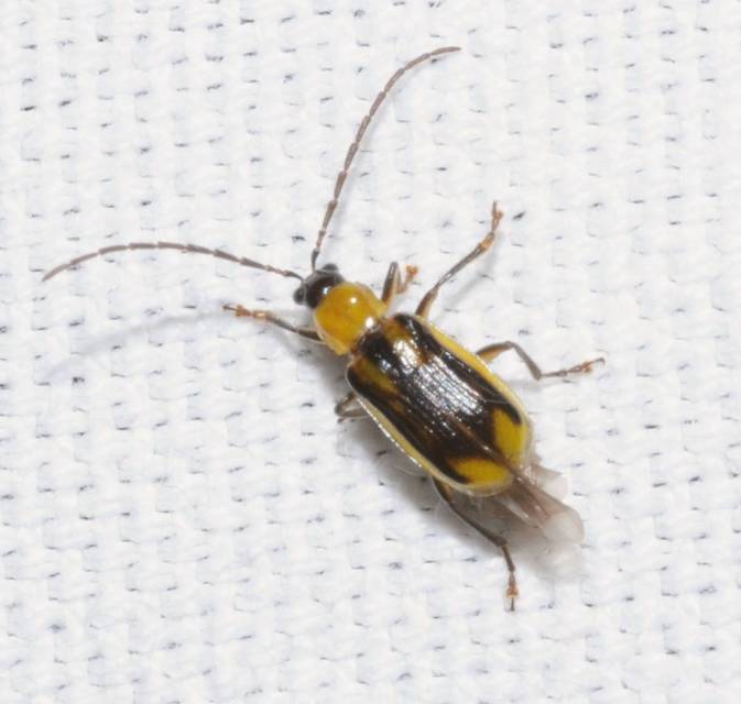 Diabrotica virgifera - amerikai kukoricabogár