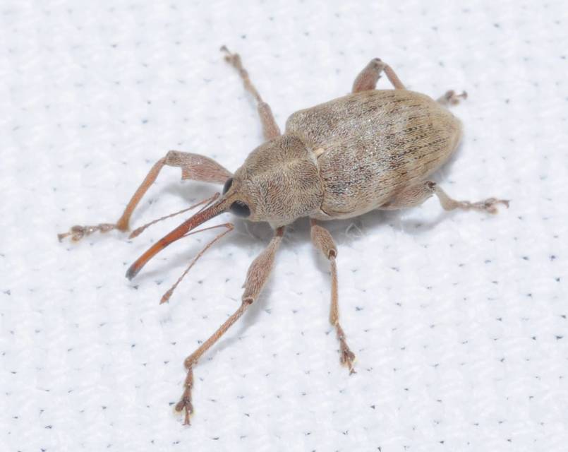 Curculio elephas - gesztenyezsuzsóka