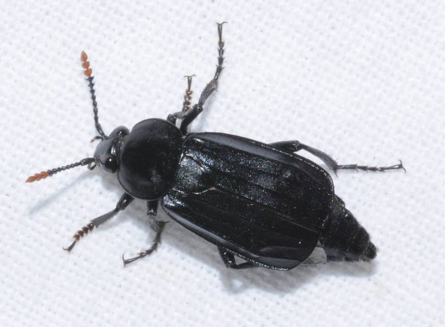 Necrodes littoralis - nagy dögbogár