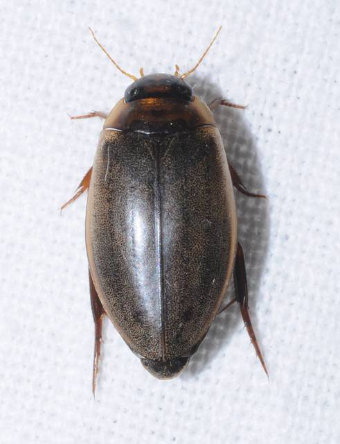 Rhantus suturalis - gyakori particsíkbogár