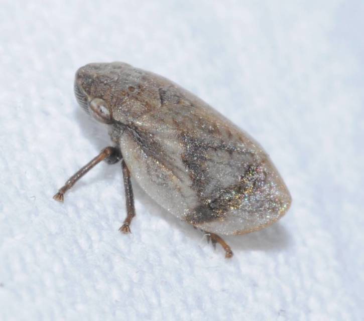 Lepyronia coleoptrata