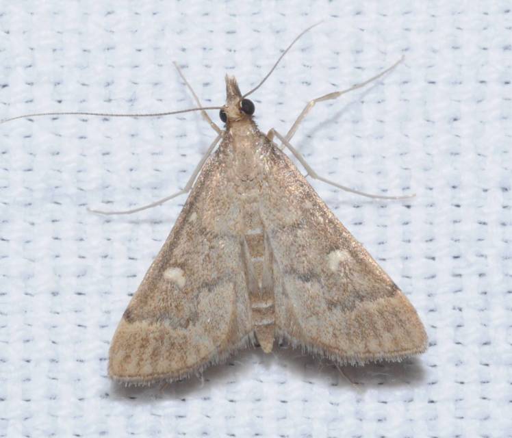 Dolicharthria punctalis - hosszúlábú tűzmoly