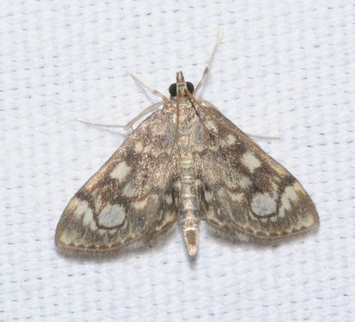 Anania coronata - koronás dudvamoly