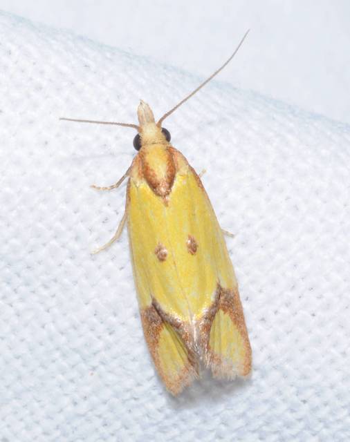 Agapeta zoegana - barnacsíkos sárgamoly