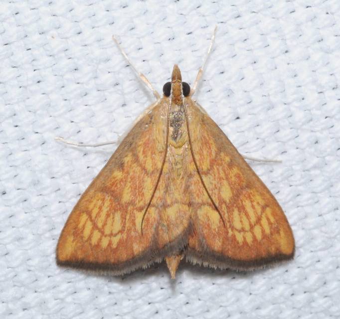 Ecpyrrhorrhoe rubiginalis - rozsdavörös tűzmoly