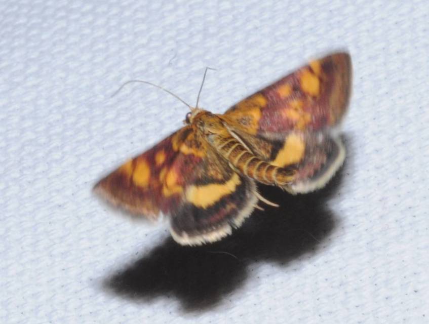 Pyrausta aurata - aranyló bíbormoly