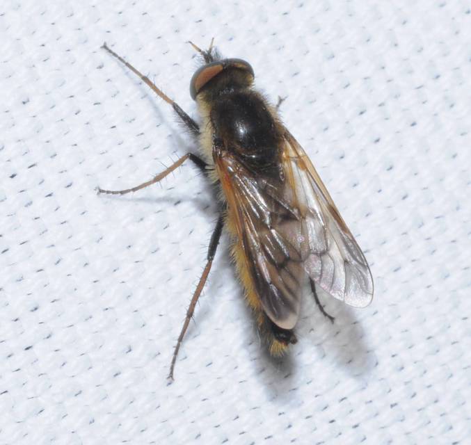 Therevidae - tőröslegyek