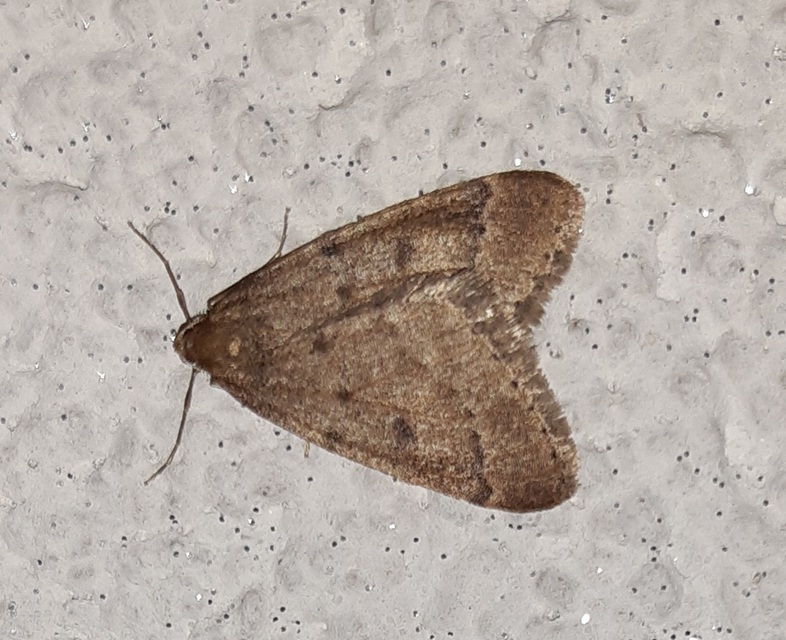 Theria rupicapraria - tavaszi kökényaraszoló