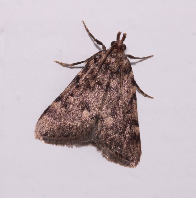 Aglossa pinguinalis - zsiradékmoly