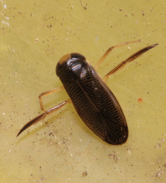 Corixidae - búvárpoloskák Corixidae - búvárpoloskák