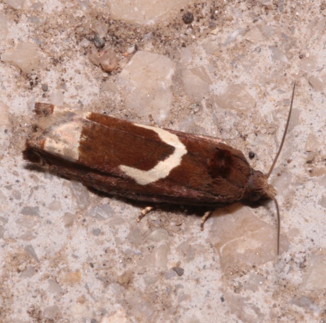 Epiblema foenella - kampósfoltú tükrösmoly