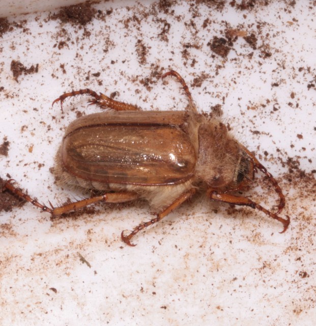 Amphimallon solstitiale - bordás sárgacserebogár