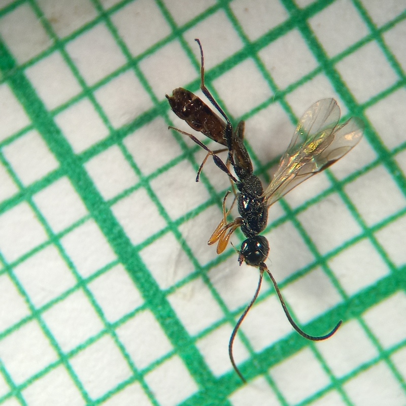 Coelinius