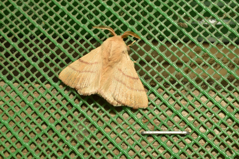 Malacosoma neustria - gyűrűsszövő