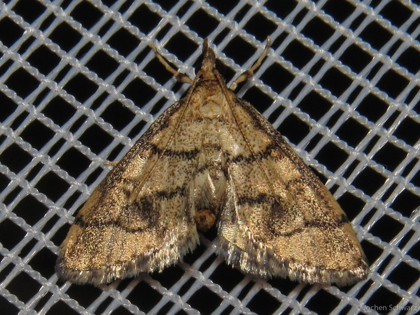 Metasia ophialis - kígyósávos tűzmoly
