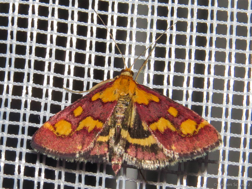 Pyrausta purpuralis - közönséges bíbormoly