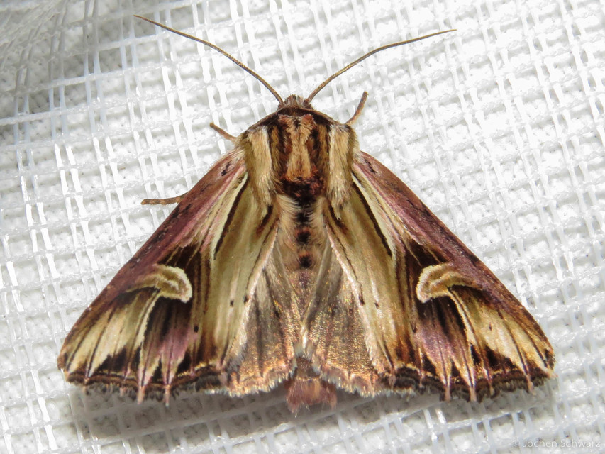 Actinotia polyodon - nagy sugarasbagoly