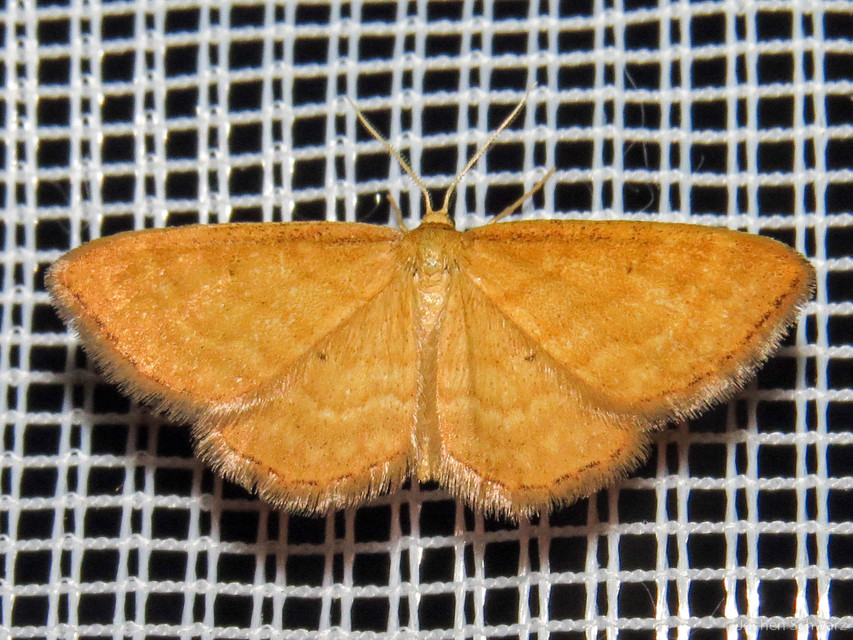 Idaea serpentata - kis sávosaraszoló