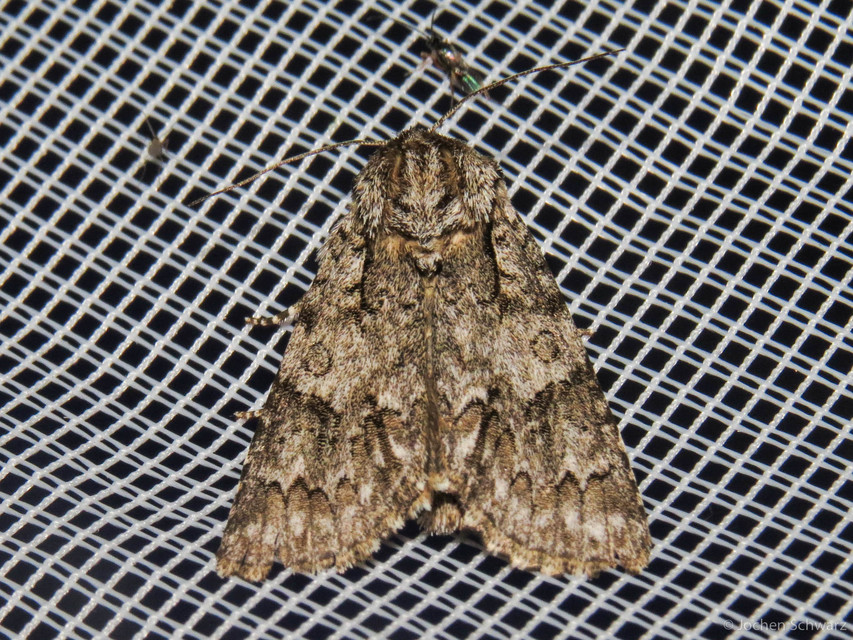 Acronicta auricoma - aranyos szigonyosbagoly