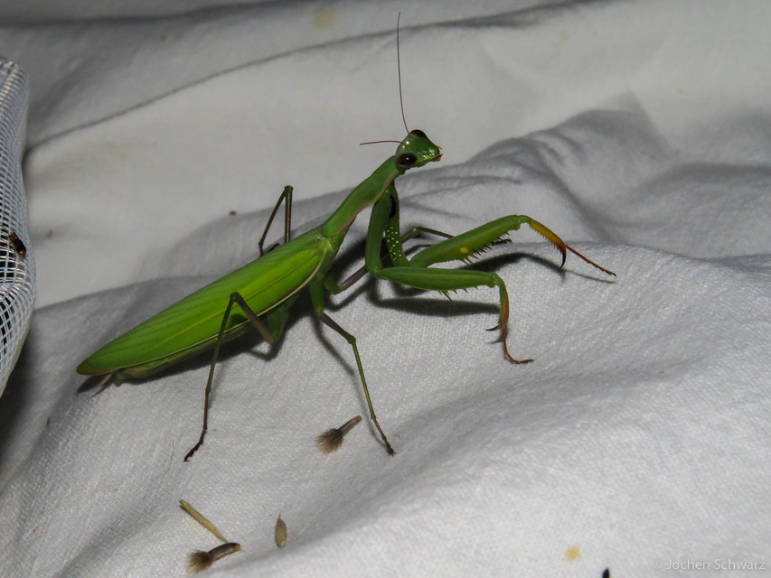 Mantis religiosa - imádkozósáska