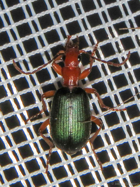 Brachinus crepitans - nagy pöfögőfutrinka
