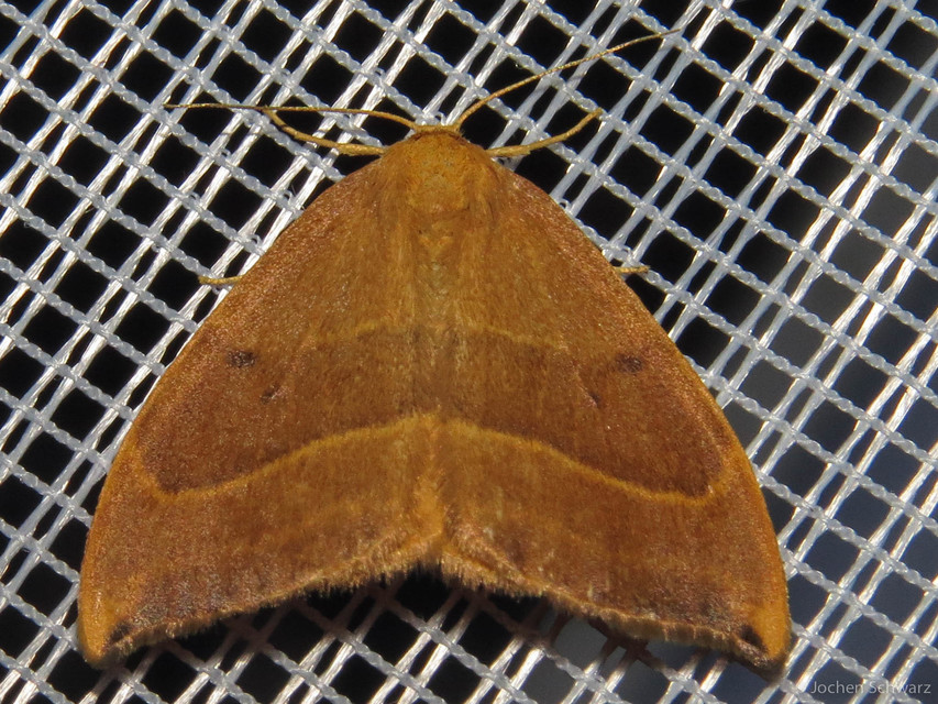 Watsonalla cultraria - bükkfa-sarlósszövő