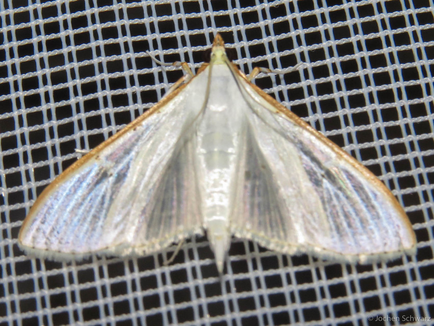 Palpita vitrealis - hófehér tűzmoly